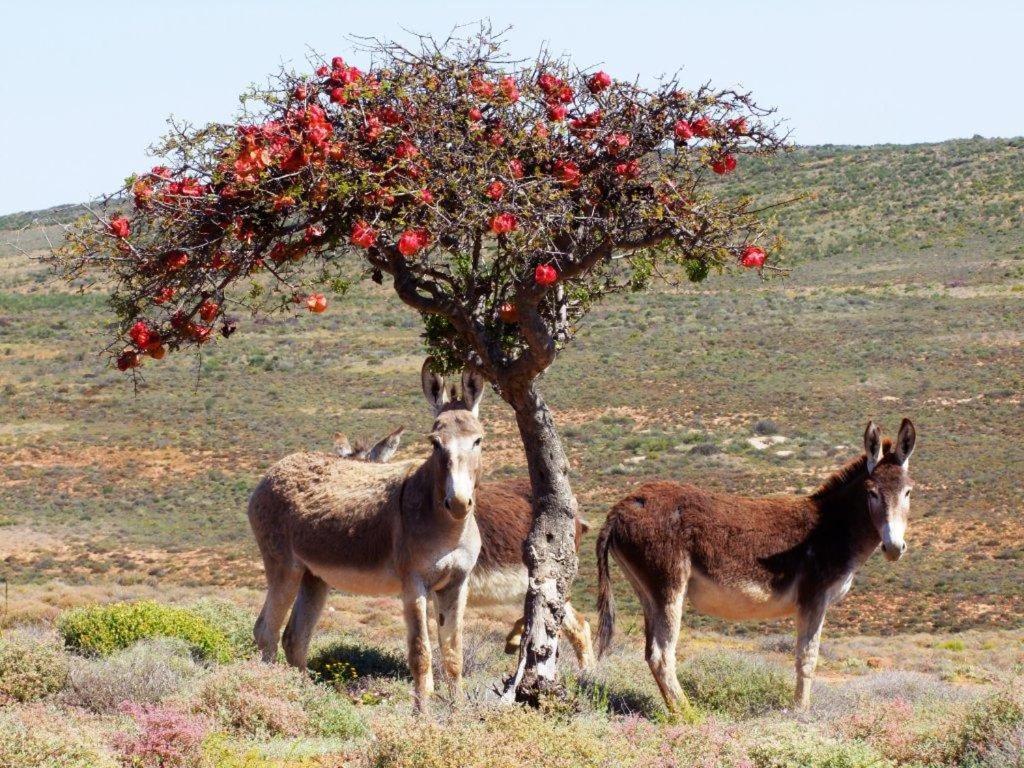 Okiep Country Hotel Εξωτερικό φωτογραφία